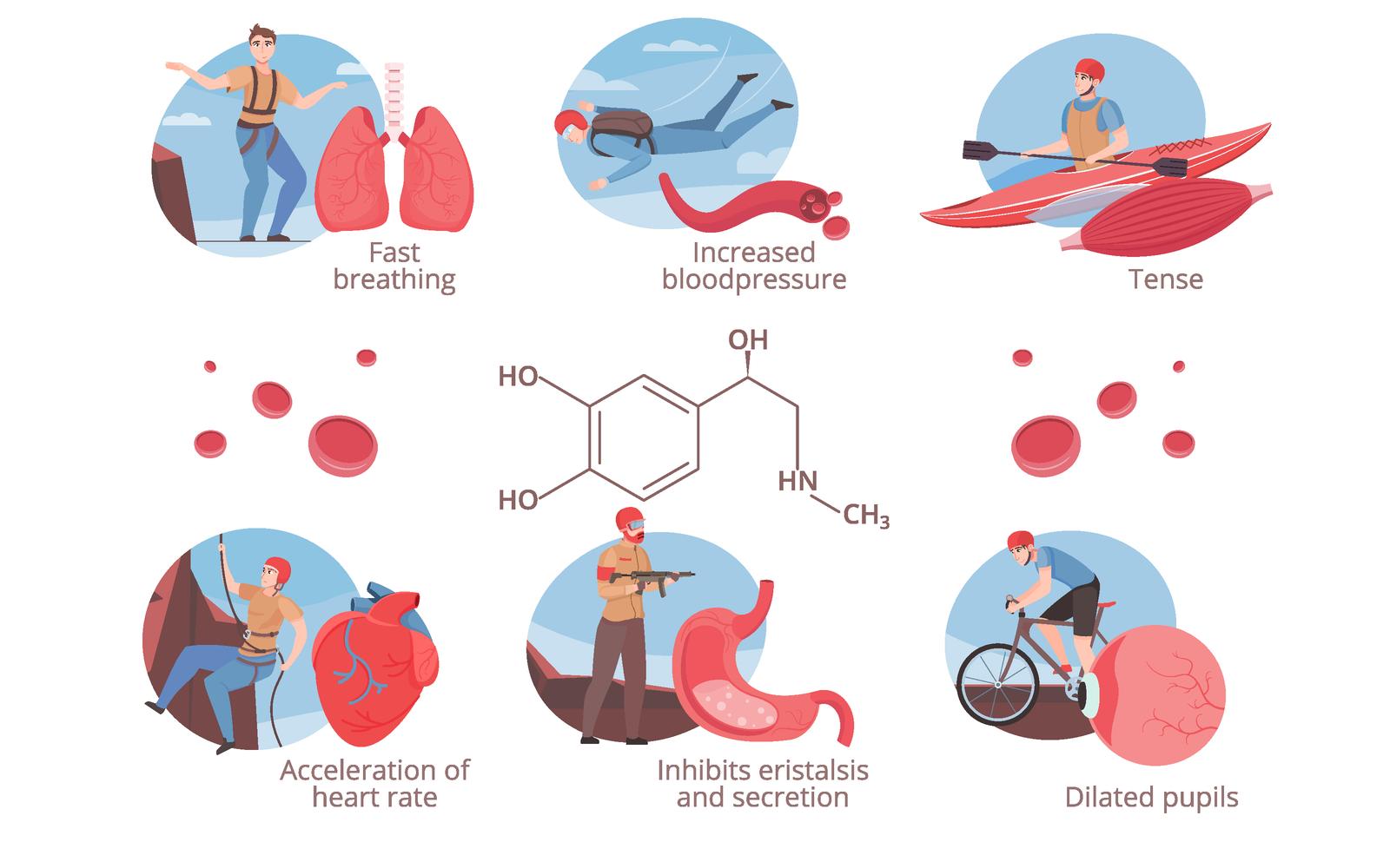 Adrenalin Hormone Set Flat Vector Illustration Concept