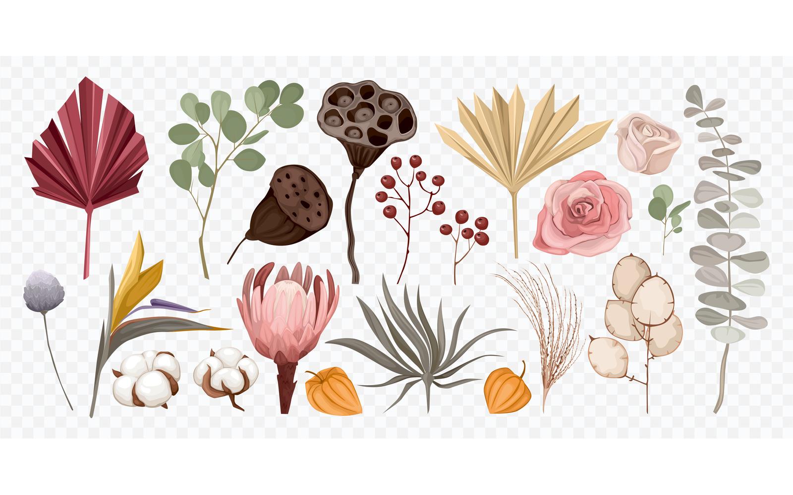 Boho Dried Flowers Transparent Set Vector Illustration Concept