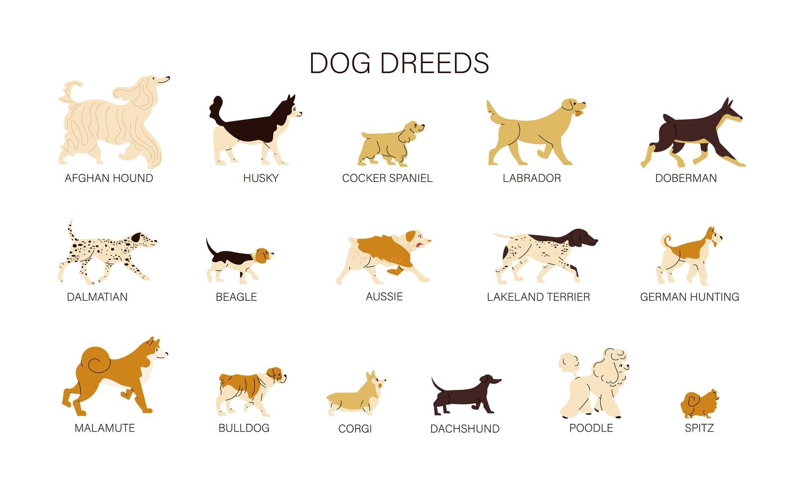 Dog Breeds Set Vector Illustration Concept