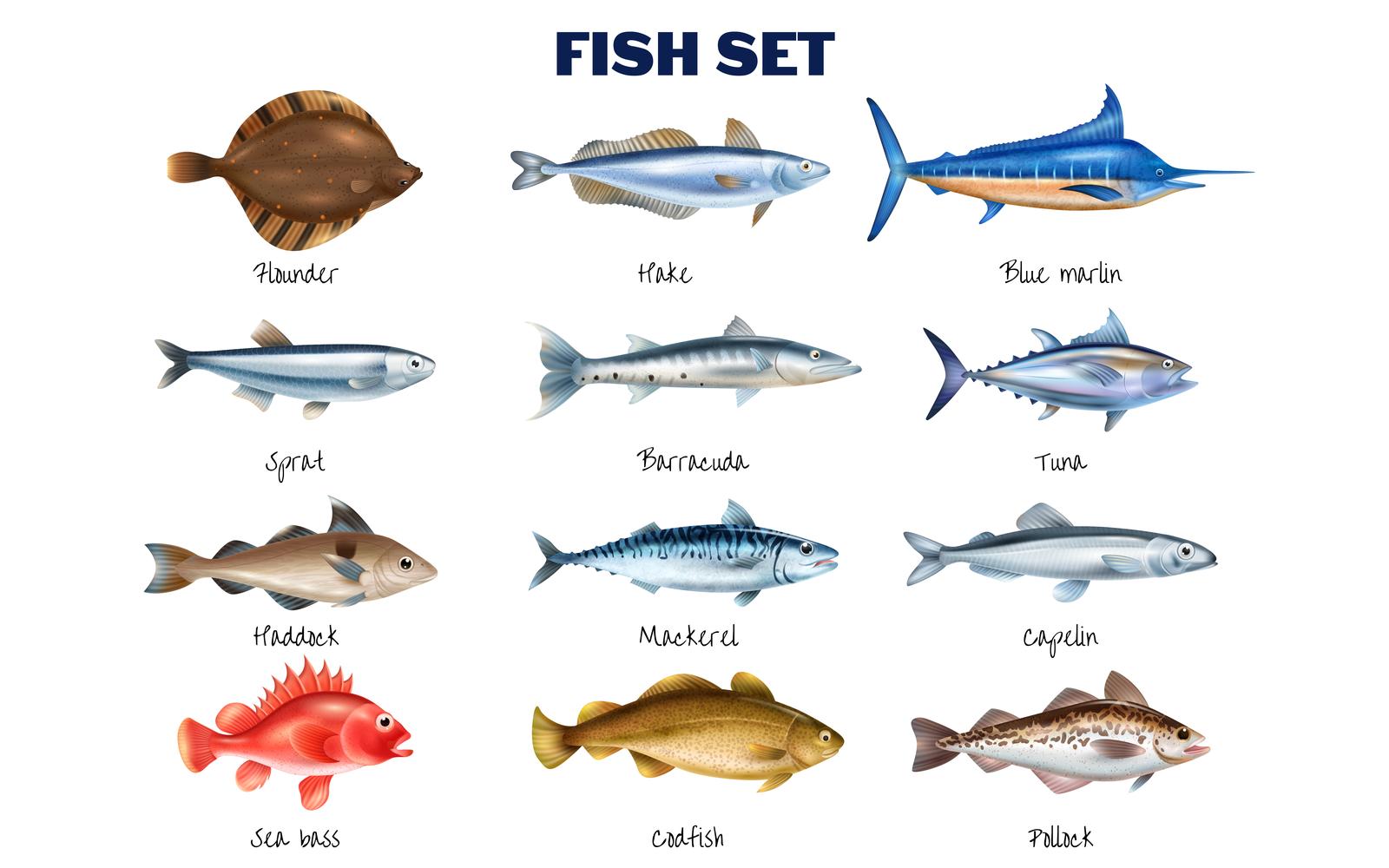 Realistic Fish Set Vector Illustration Concept