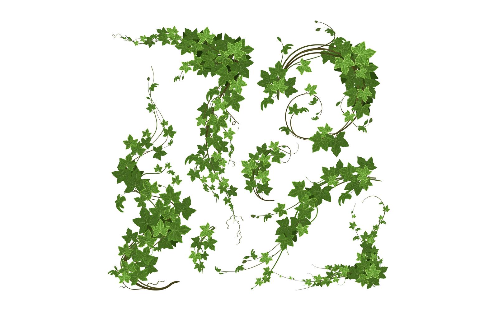 Ivy Branches Green Climbing Plant Set Vector Illustration Concept