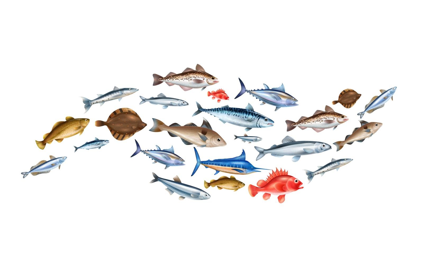 Realistic Fish Vector Illustration Concept