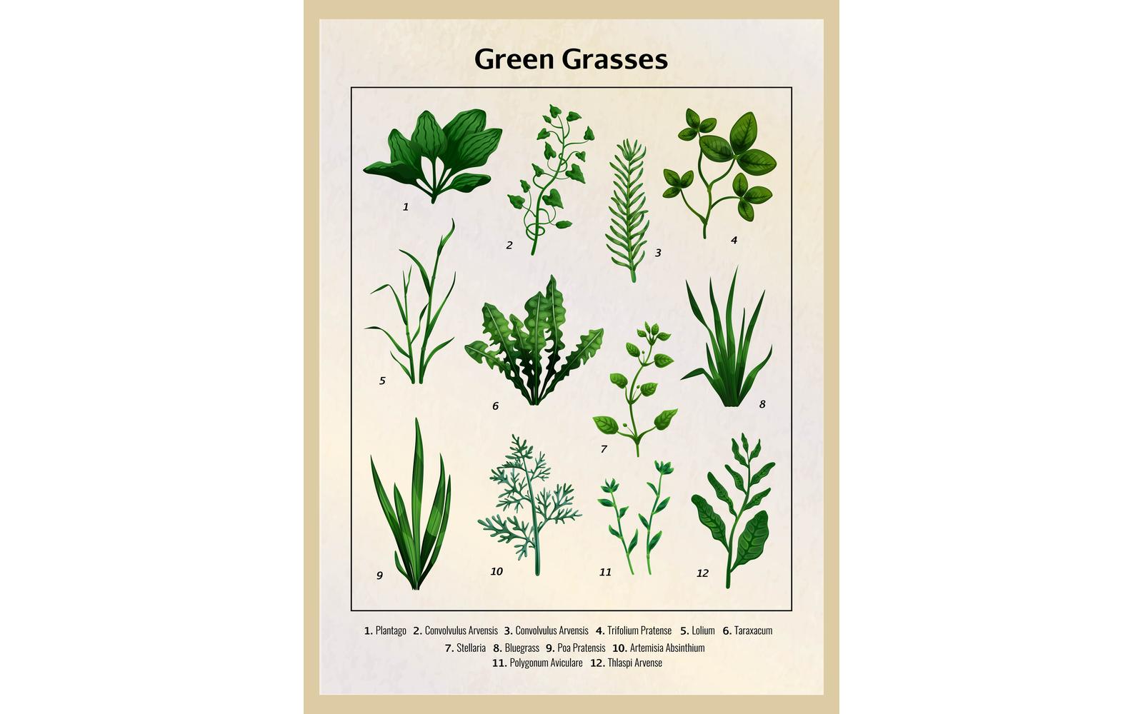 Green Grass Vintage Illustration 210200306 Vector Illustration Concept