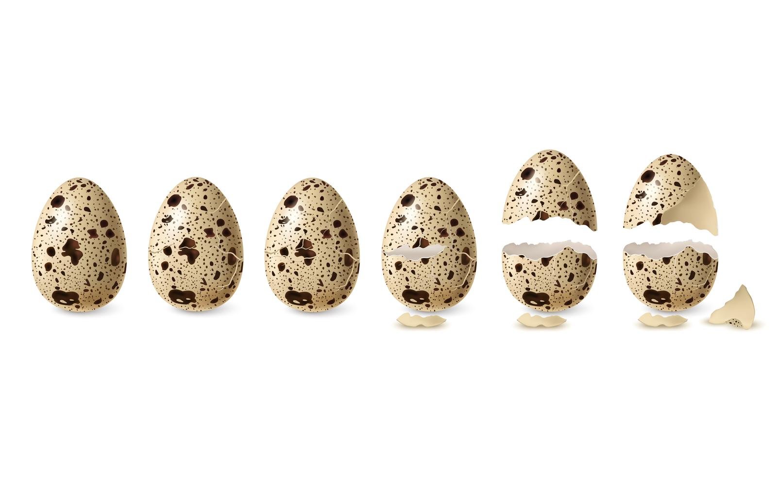 Realistic Cracked Quail Egg Set 210230507 Vector Illustration Concept