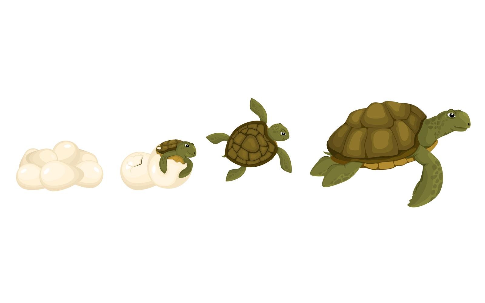 Turtle Life Cycle Set 210370517 Vector Illustration Concept