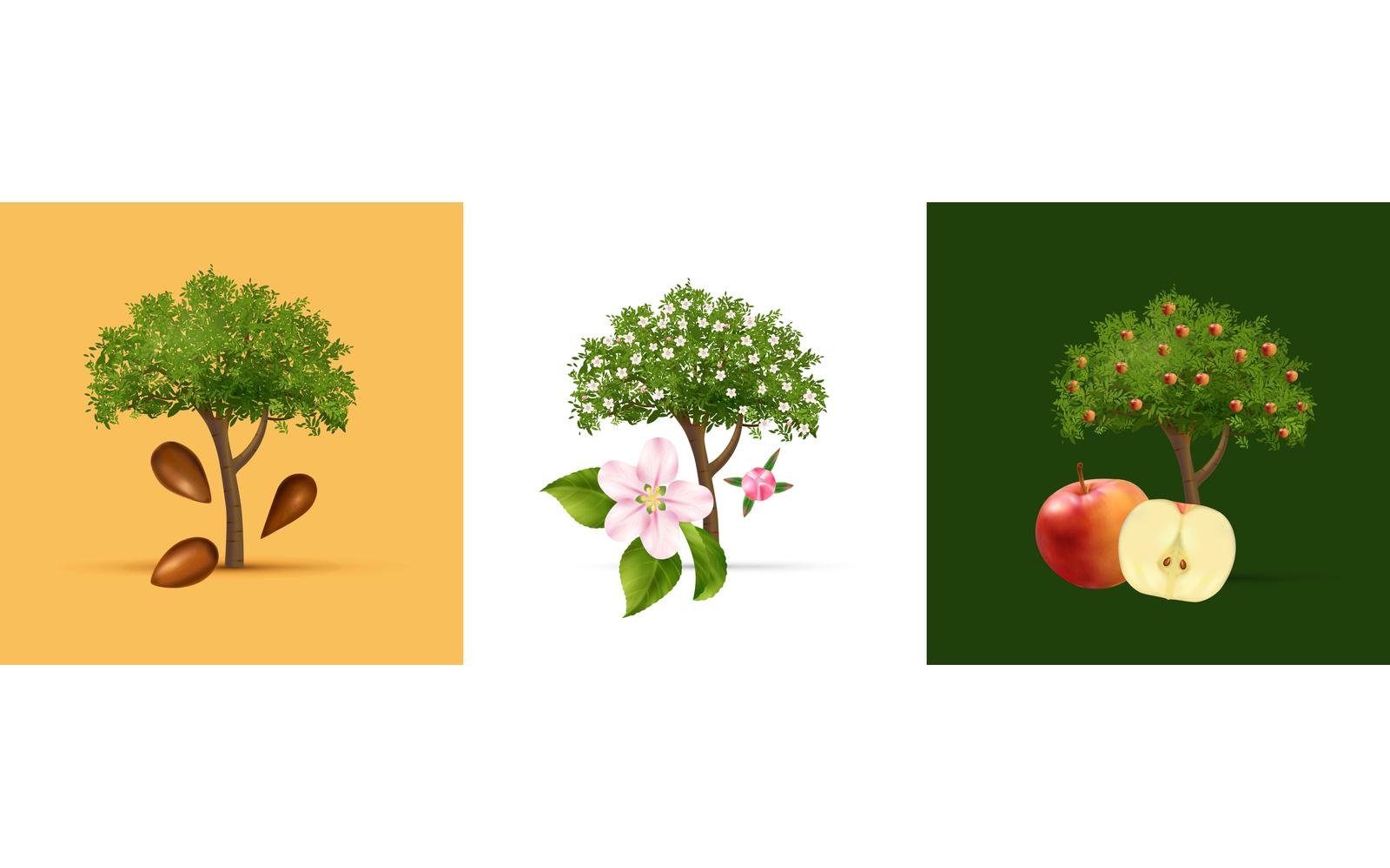 Realistic Life Cycle Apple Tree Design Concept 210230528 Vector Illustration Concept