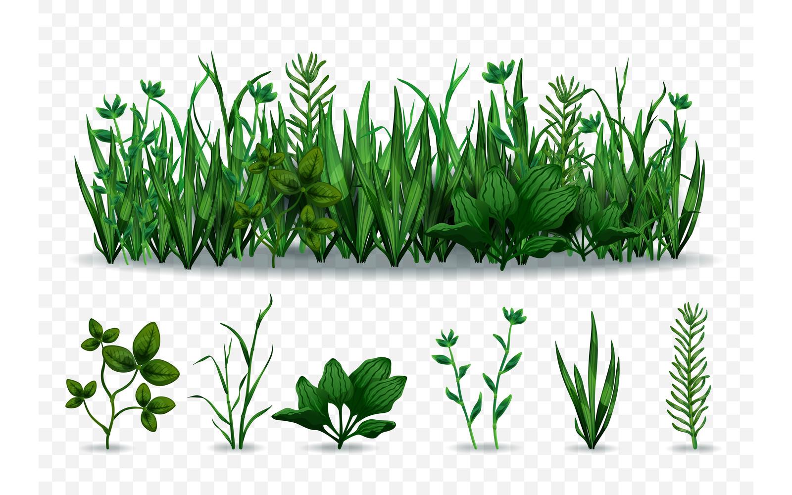 Green Grass Illustration Set 210200308 Vector Illustration Concept