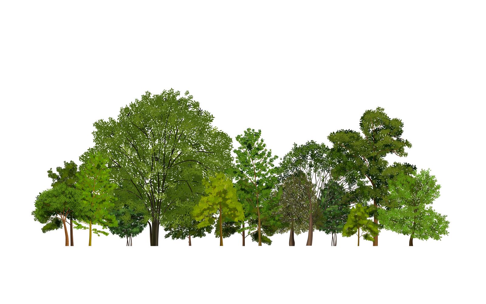 Realistic Tree Forest-01 210130506 Vector Illustration Concept