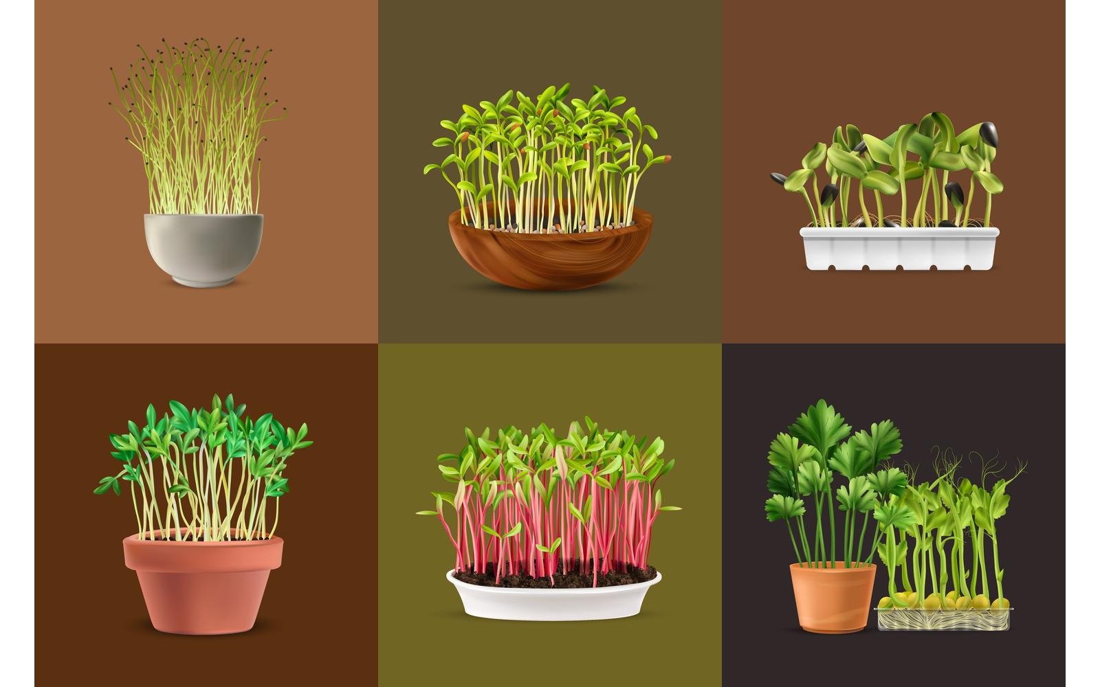 Realistic Healthy Nutrition Microgreens Design Concept 200730519 Vector Illustration Concept