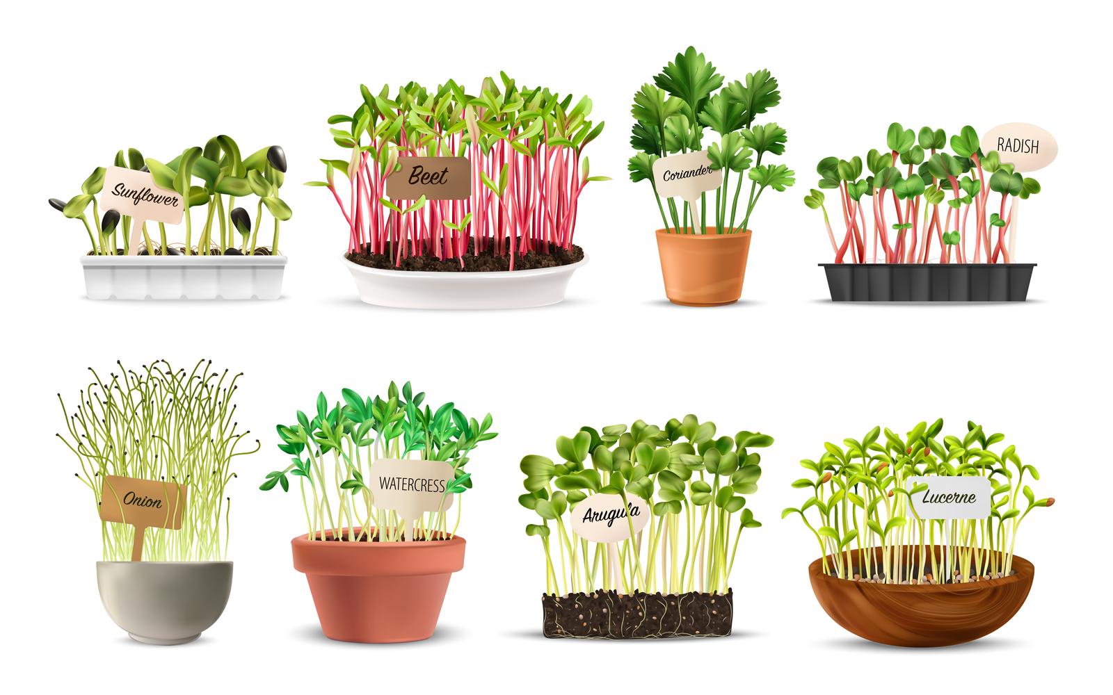 Realistic Healthy Nutrition Microgreens 200730518 Vector Illustration Concept