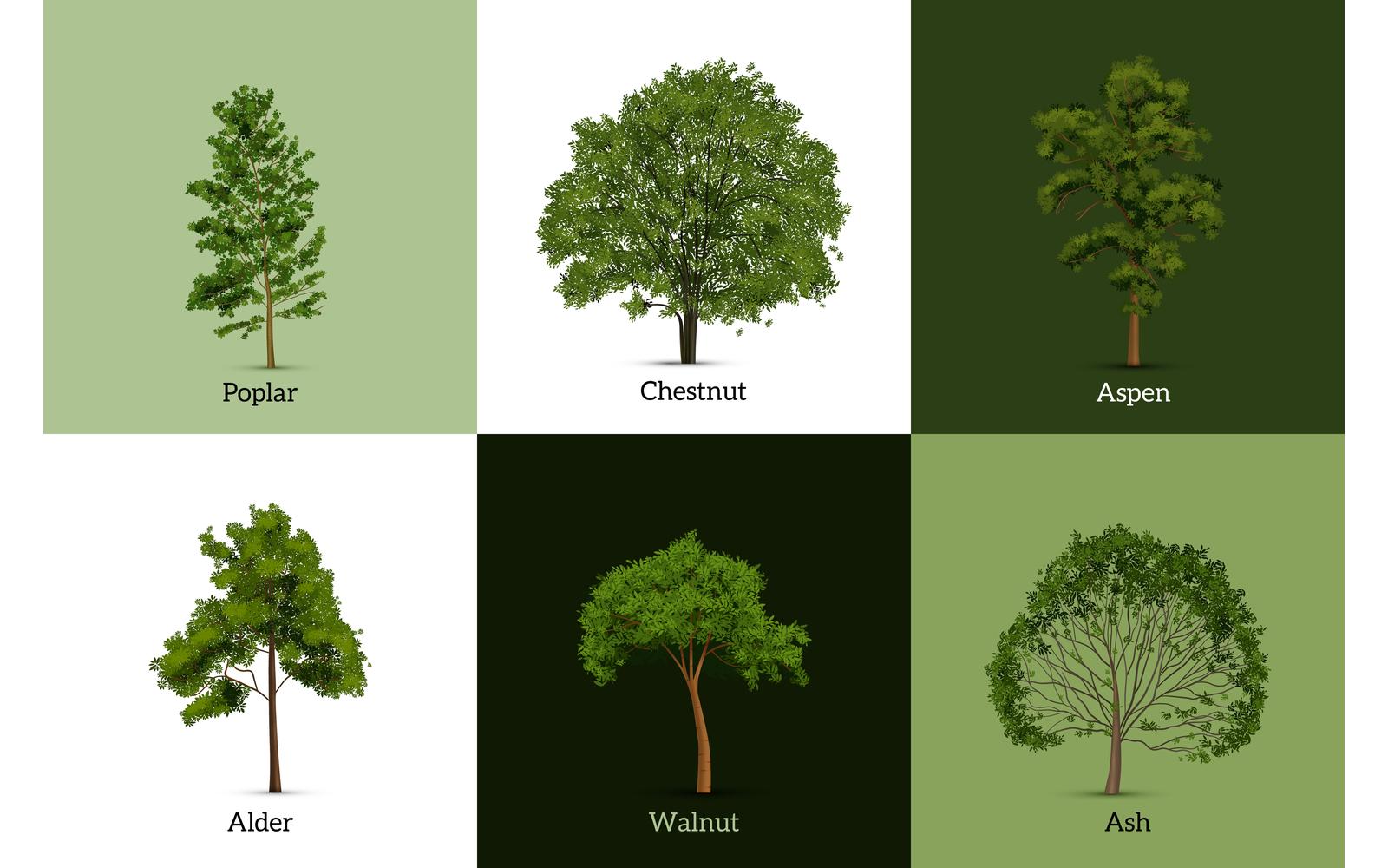 Realistic Tree Design Concept 210130509 Vector Illustration Concept