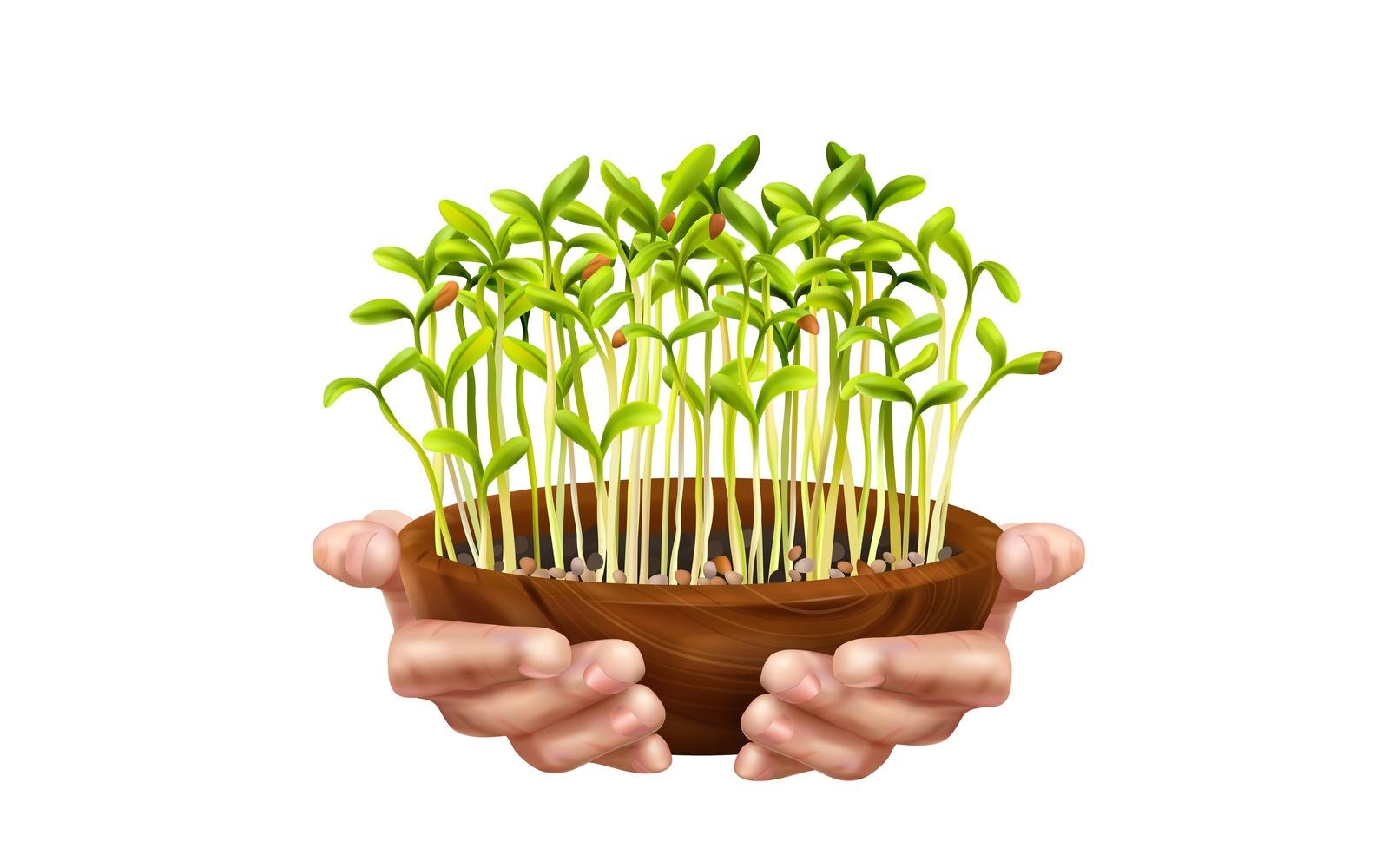 Realistic Healthy Nutrition Microgreens Hand 200730516 Vector Illustration Concept