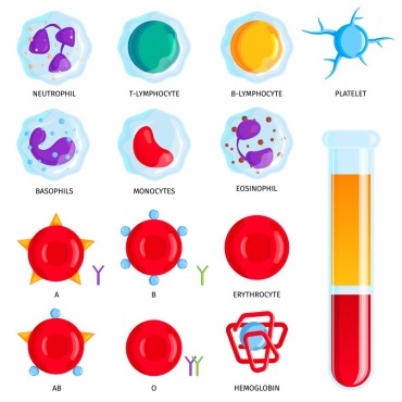 Blood Type Illustrations Templates 211870