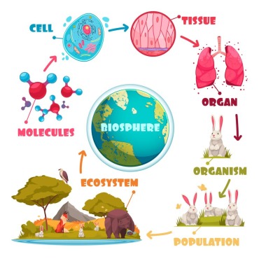 Form Science Illustrations Templates 212066