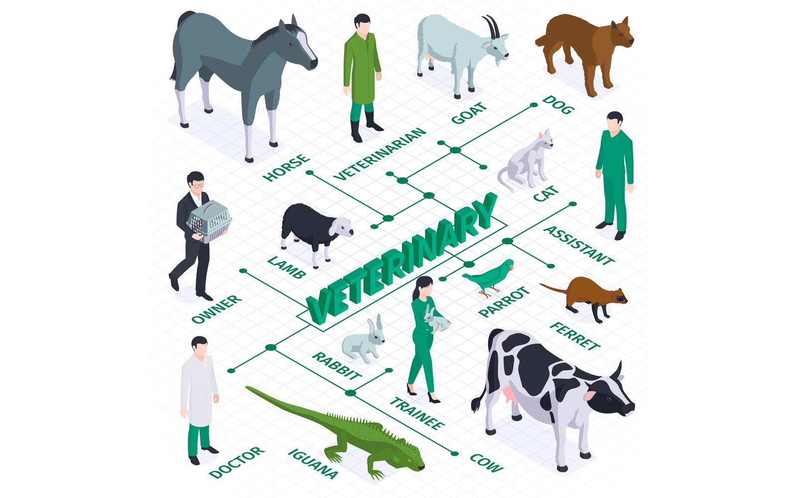 Isometric Veterinary Flowchart 201050412 Vector Illustration Concept