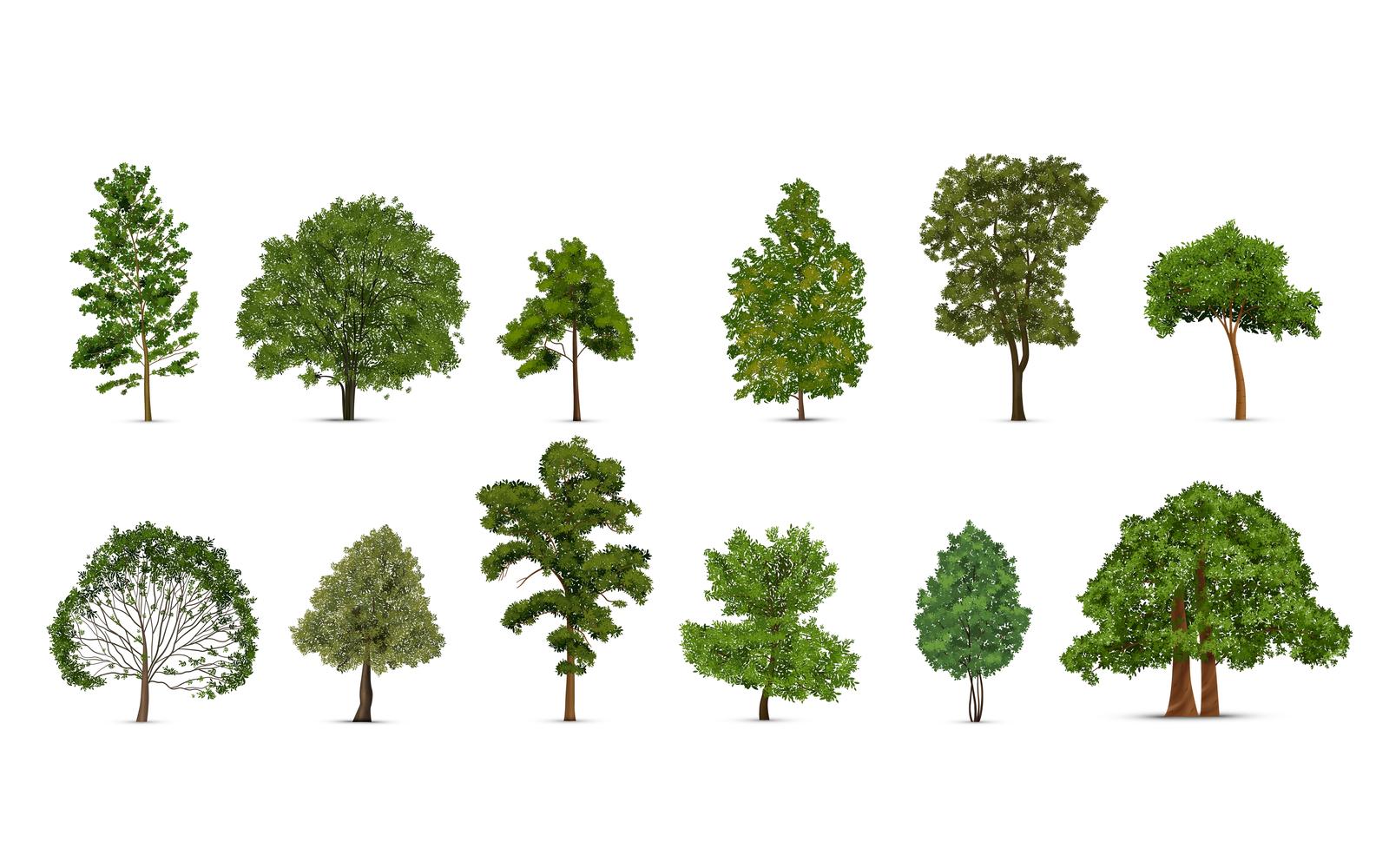 Realistic Tree Set 210130503 Vector Illustration Concept