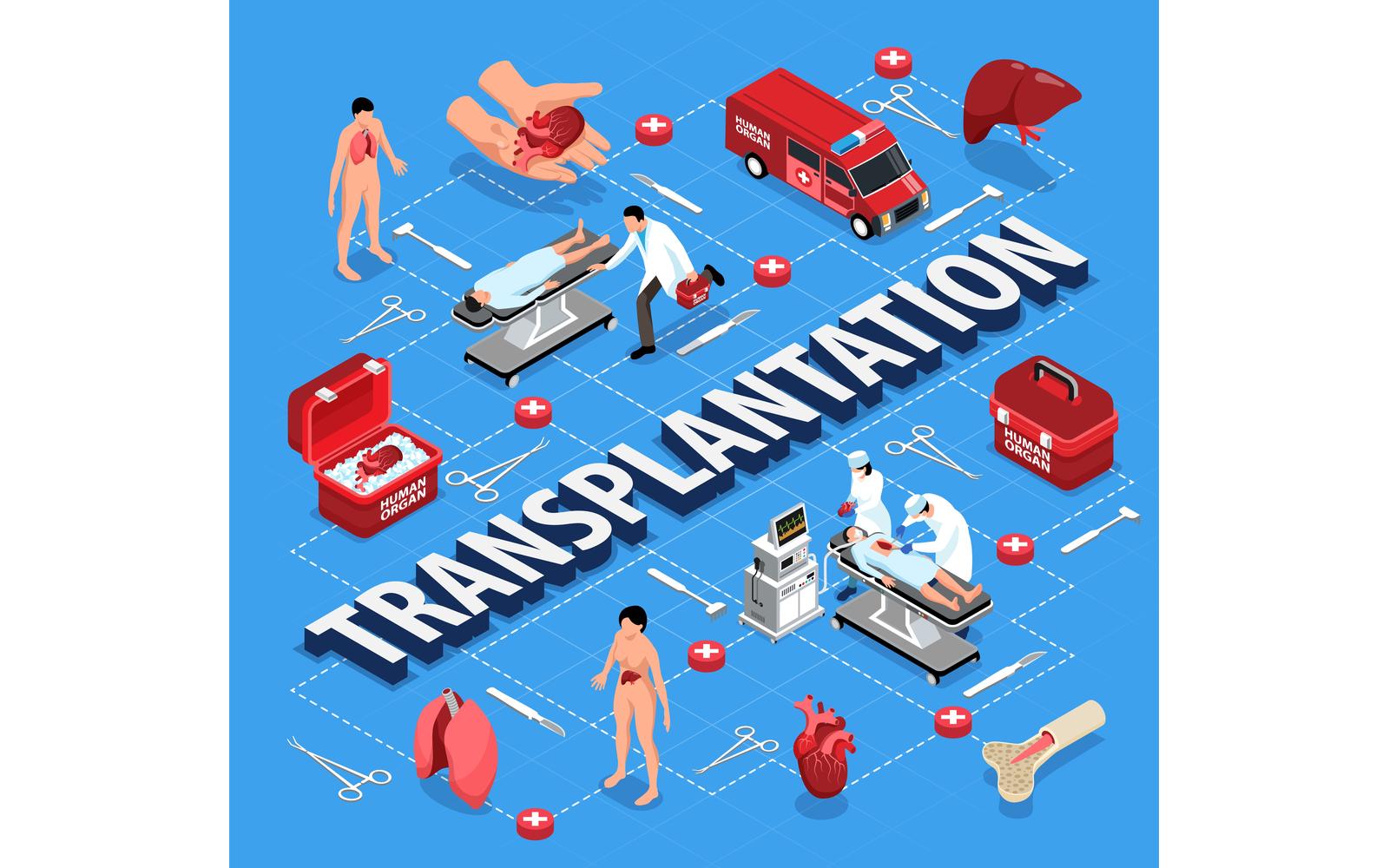 Isometric Donor Human Organs Flowchart 201110522 Vector Illustration Concept