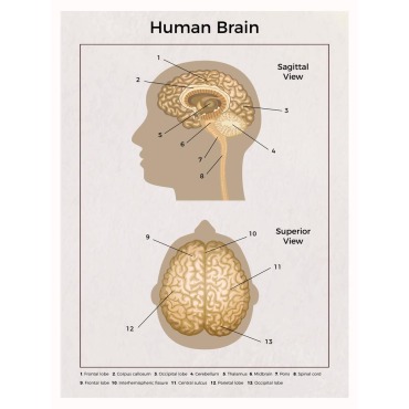 Health Human Illustrations Templates 214033