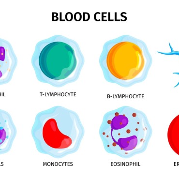 Blood Type Illustrations Templates 214283