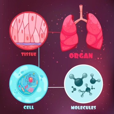 Plant Science Illustrations Templates 214306