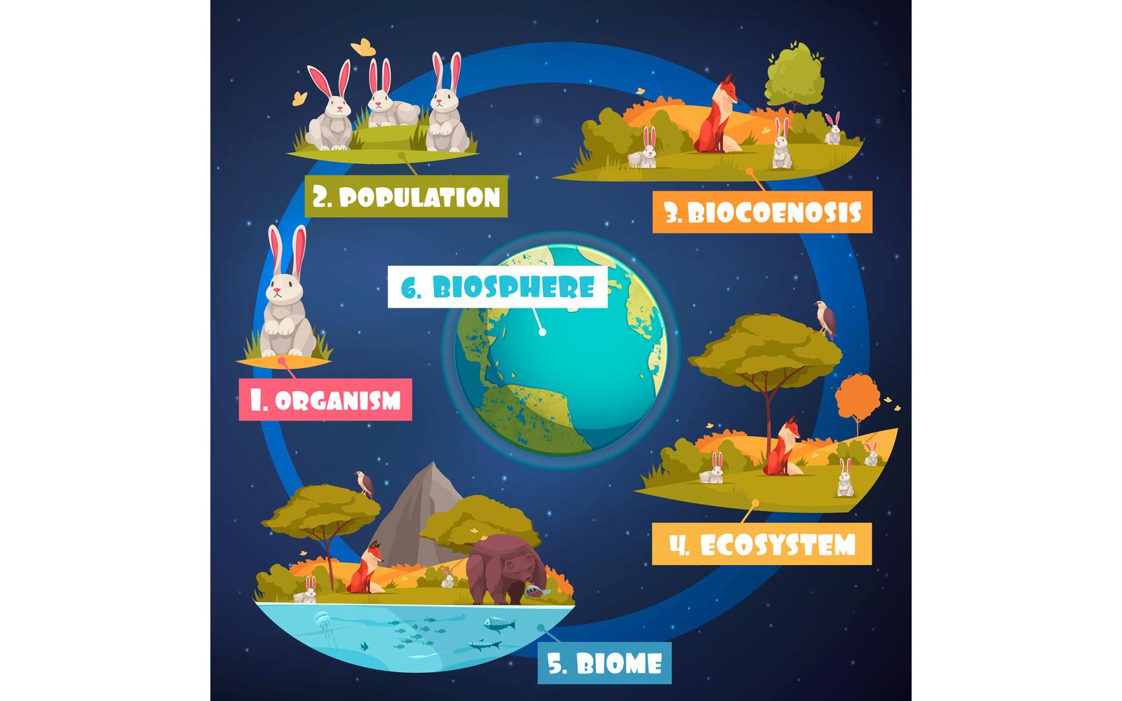 Biological Hierarchy Infographics 201212632 Vector Illustration Concept