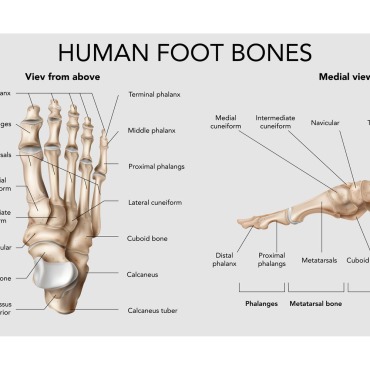 Human Science Illustrations Templates 214335