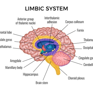 System Brain Illustrations Templates 214775