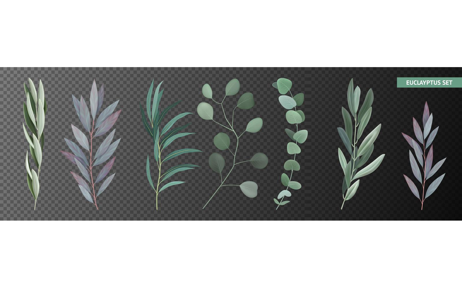 Realistic Eucalyptus Set 201002910 Vector Illustration Concept