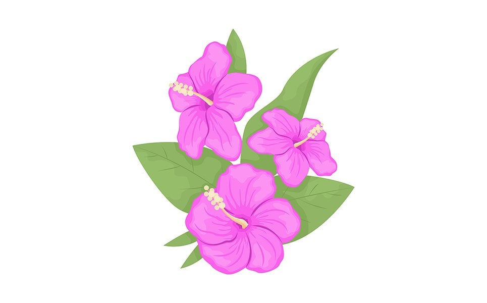 Hibiscus flowers with leaves semi flat color vector object