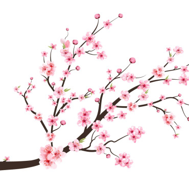 Almond Blossom Illustrations Templates 283675