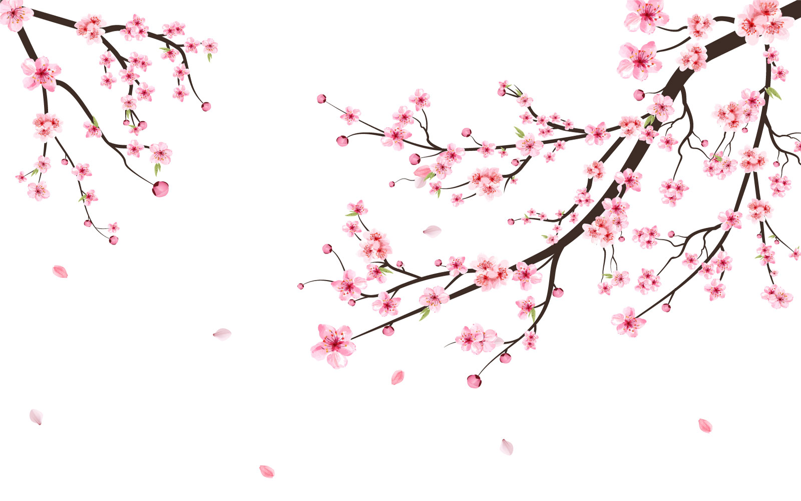 Cherry Blossom with Pink Sakura Flower Graphic by iftikharalam