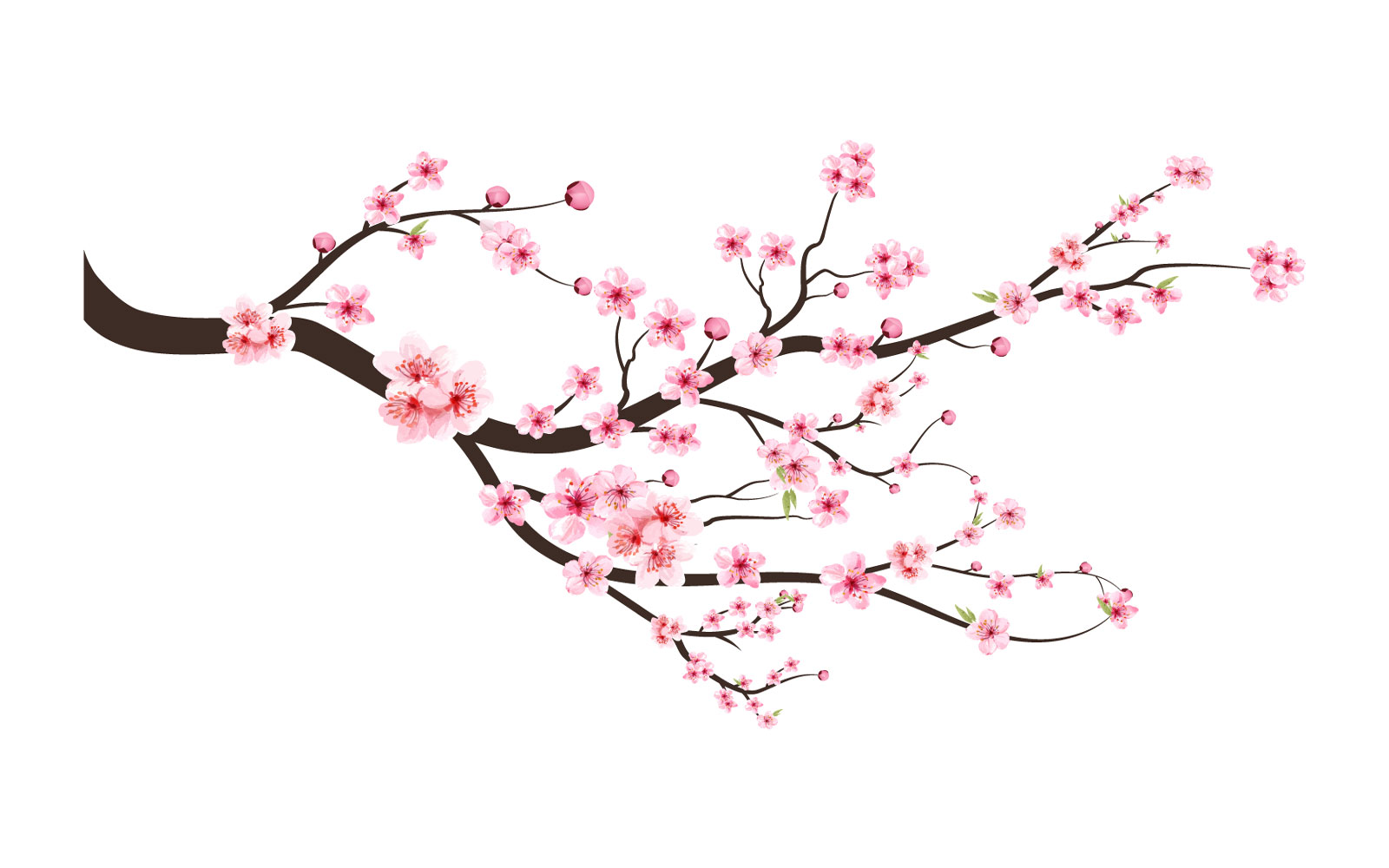 Cherry Blossom with Pink Watercolor Bud