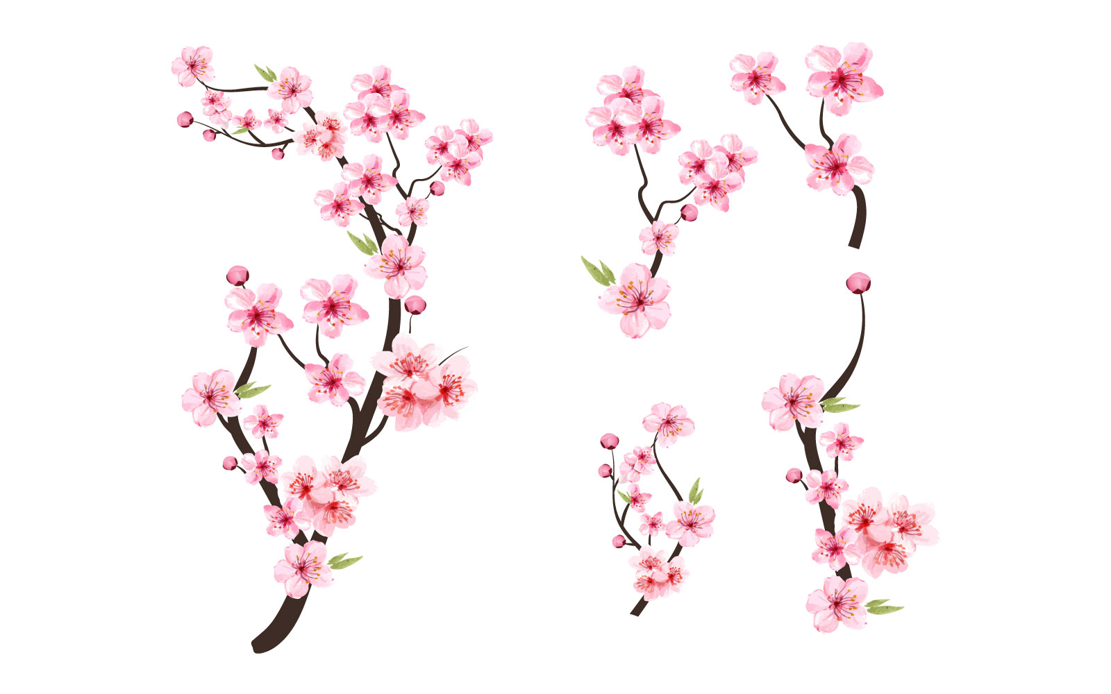 Cherry Blossom with Pink Sakura Flower Graphic by iftikharalam