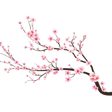 Almond Blossom Illustrations Templates 286271