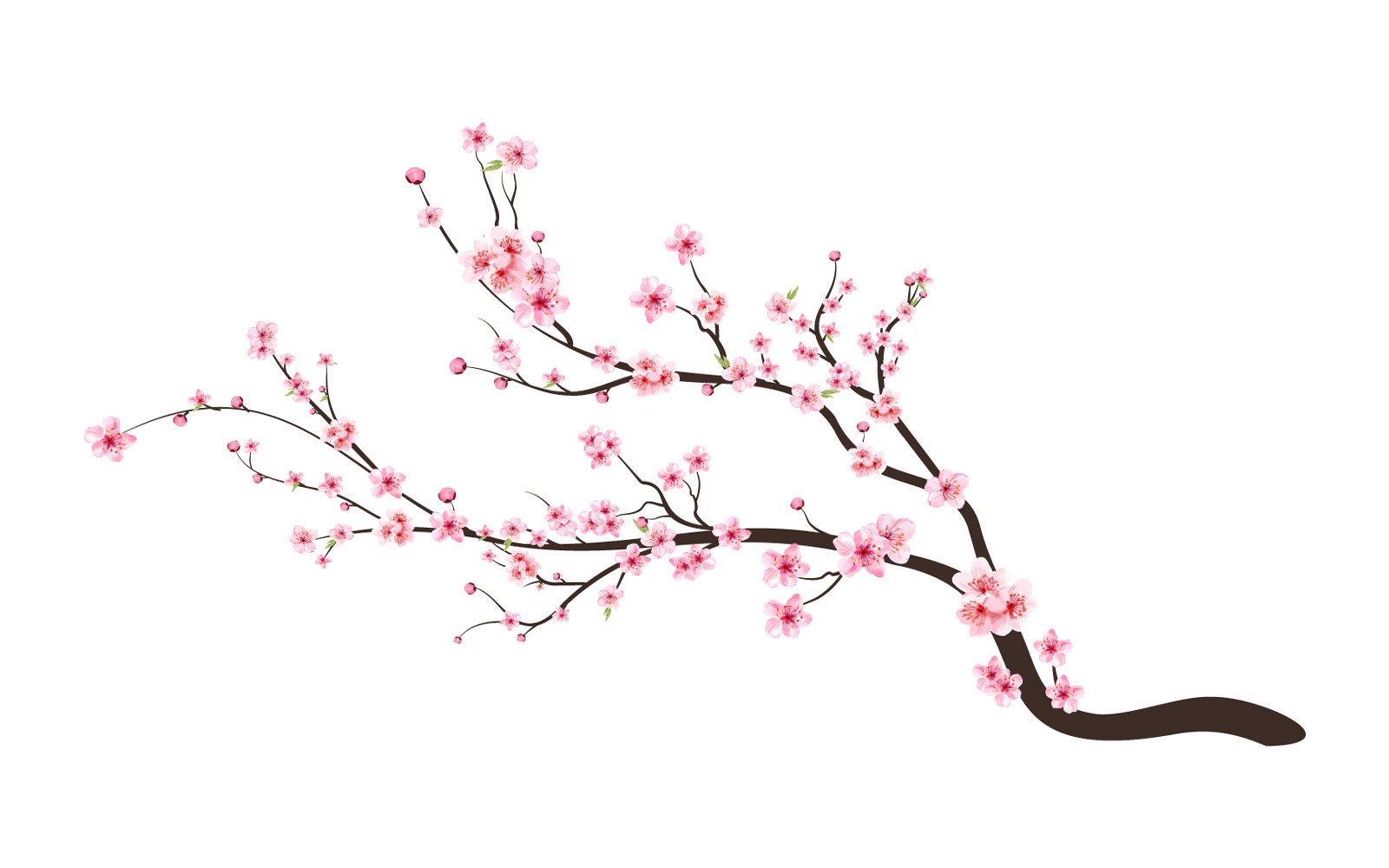 Cherry Blossom Flower with Watercolor