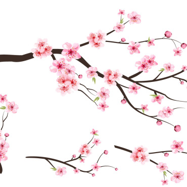 Almond Blossom Illustrations Templates 286274