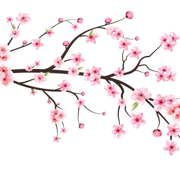 Almond Blossom Illustrations Templates 286276