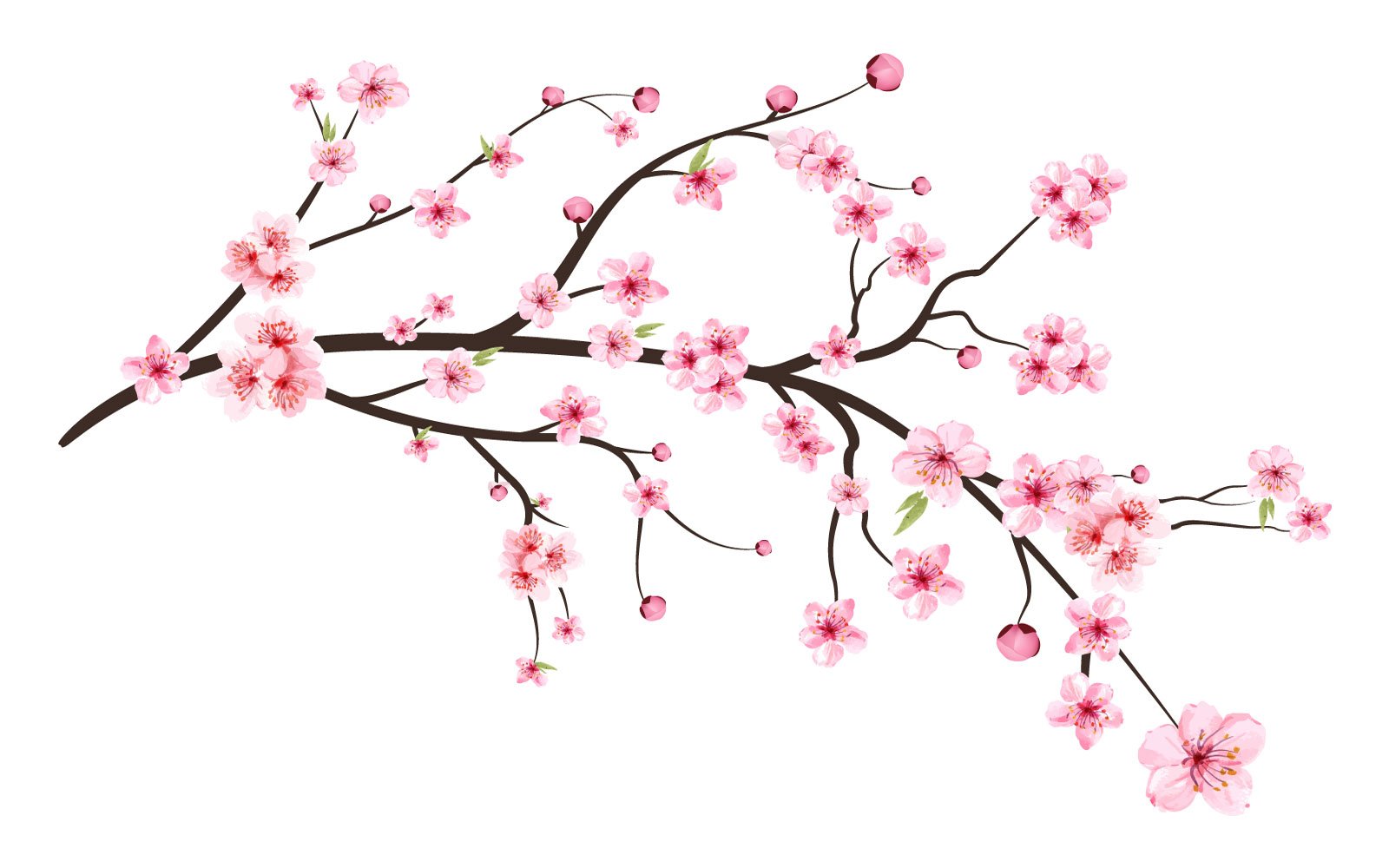 Cherry Blossom with Pink Sakura Flower