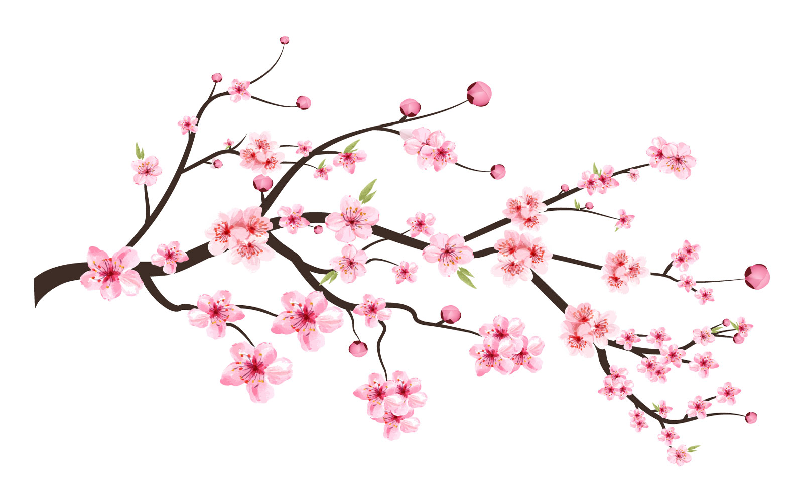 Cherry Blossom Blooming Flower Vector
