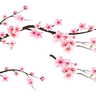 Almond Blossom Illustrations Templates 293247