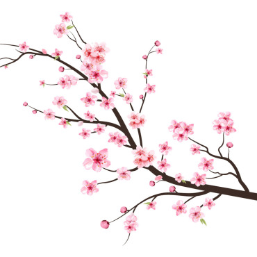 Almond Blossom Illustrations Templates 293248