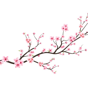 Almond Blossom Illustrations Templates 293251