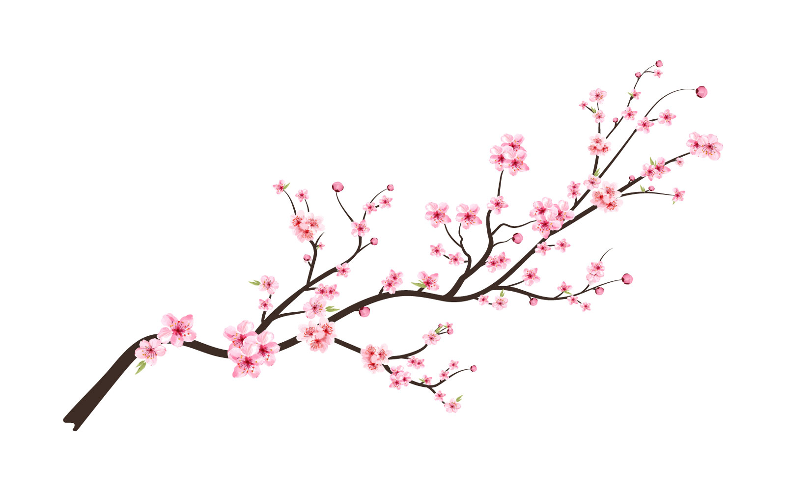 Cherry Blossom Flower with Watercolor cherry bud