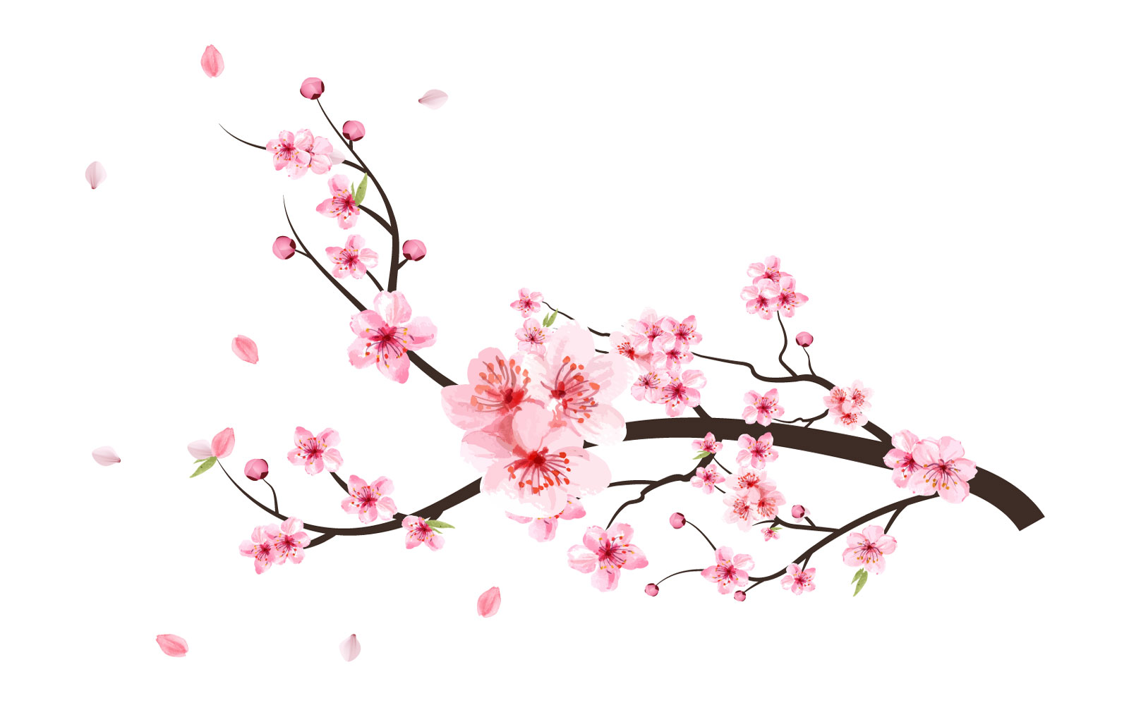 Cherry Blossom with Pink Sakura Flowers