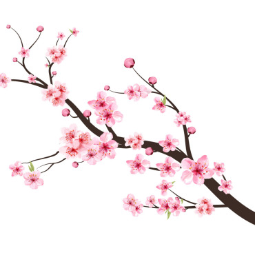 Almond Blossom Illustrations Templates 293268