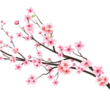 Almond Blossom Illustrations Templates 293269