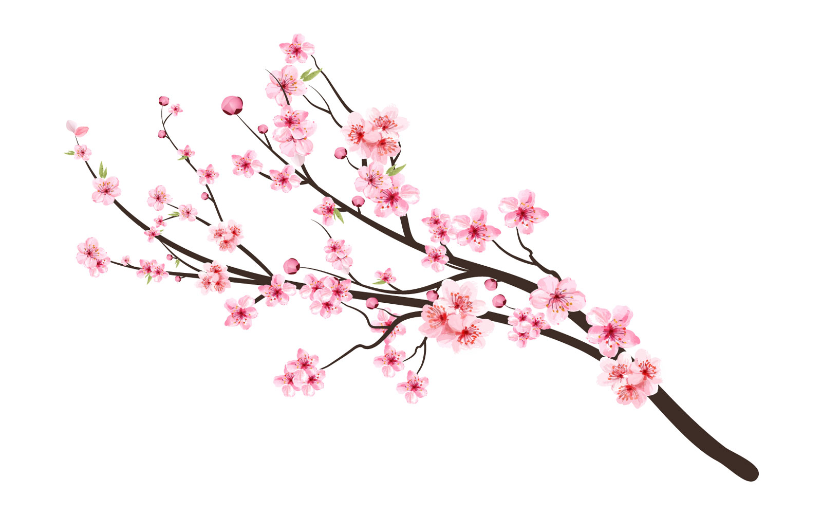 Cherry Blossom Tree Branch with Sakura Flower