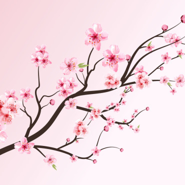 Almond Blossom Illustrations Templates 293270