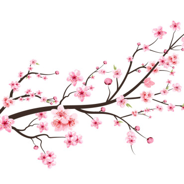 Almond Blossom Illustrations Templates 293275