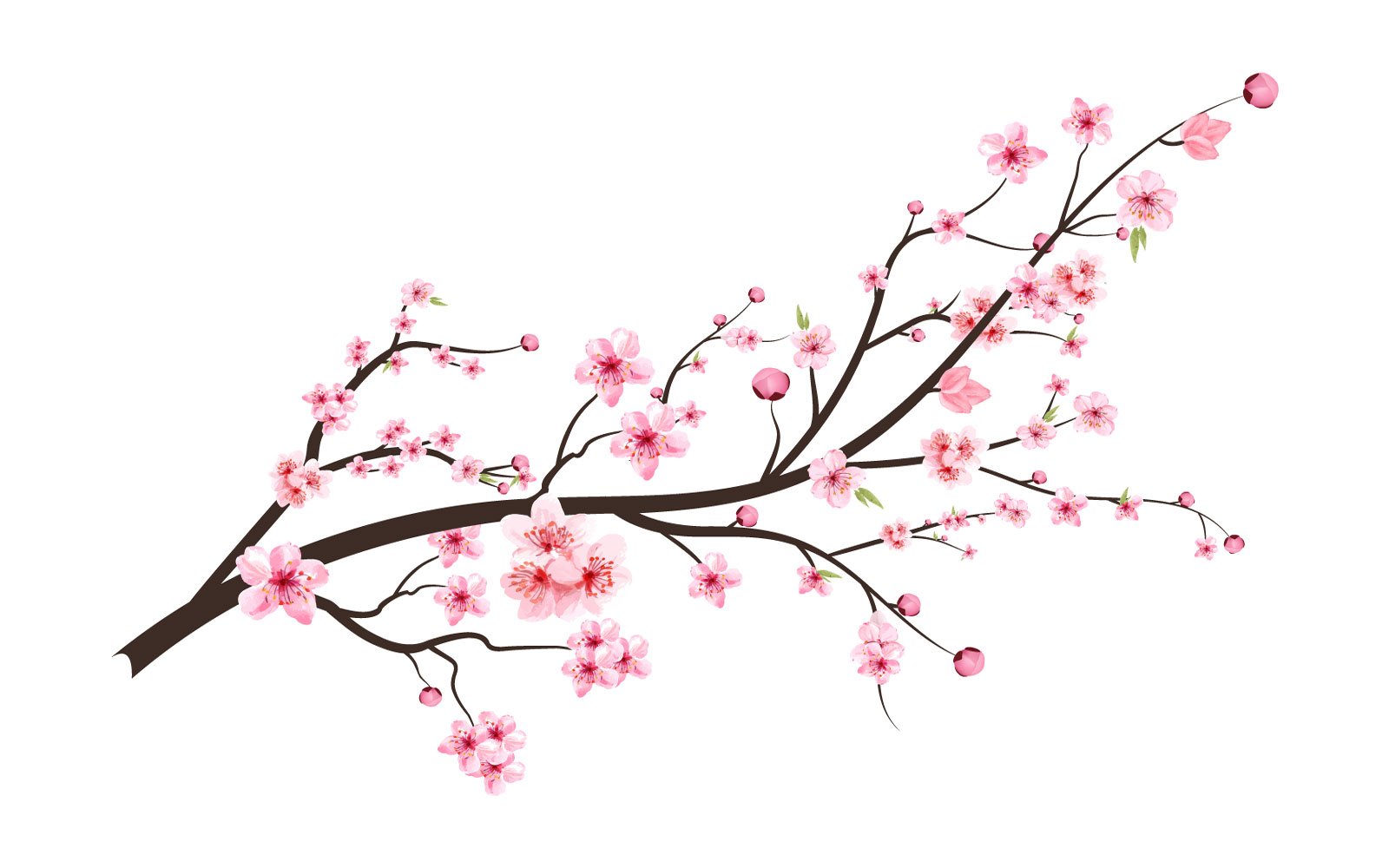 Japanese Cherry Blossom with Pink Sakura Flower